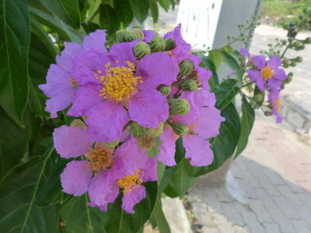 flowers
