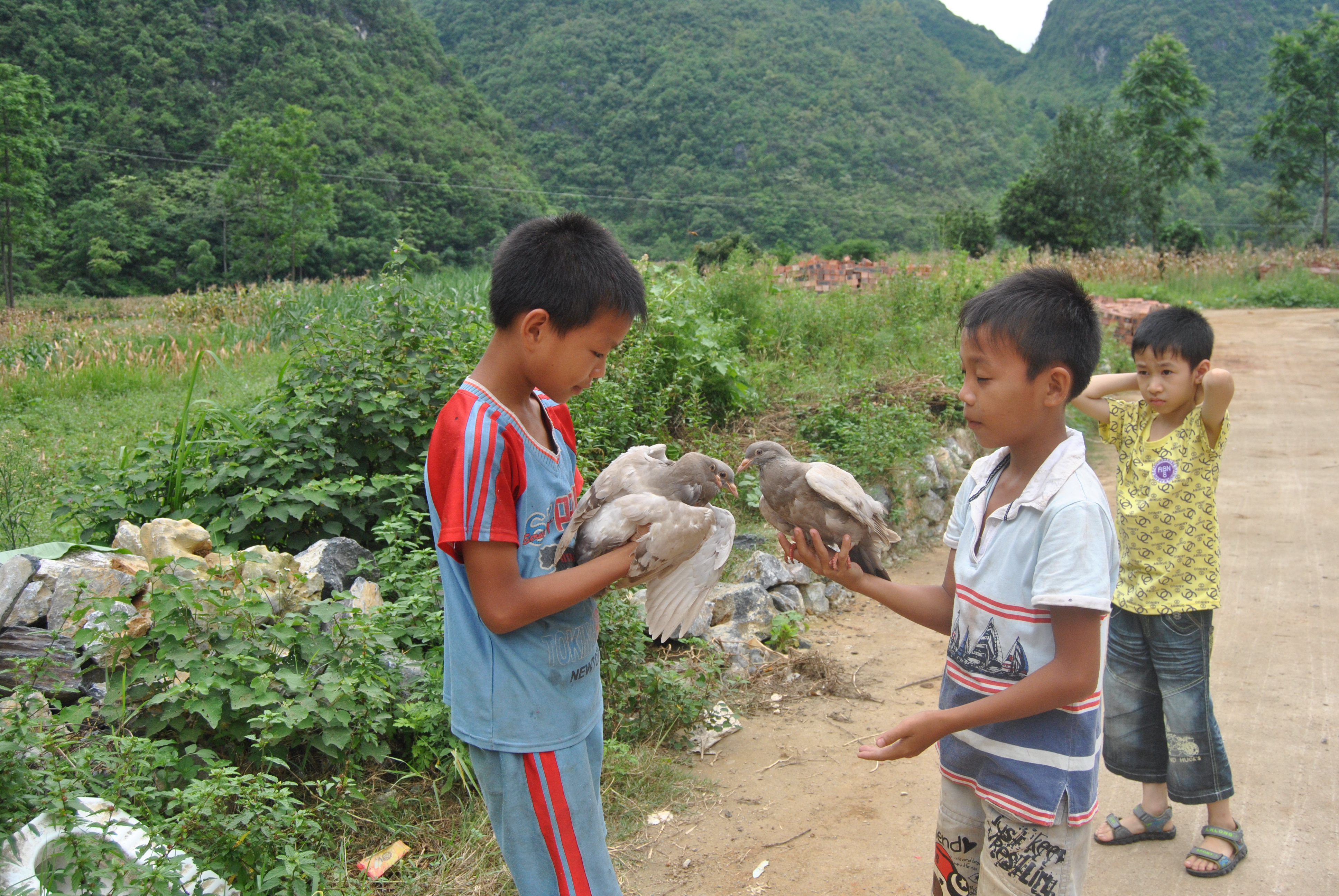 A Surprising Tradition: a  Corn Culture in Debao County, Guangxi