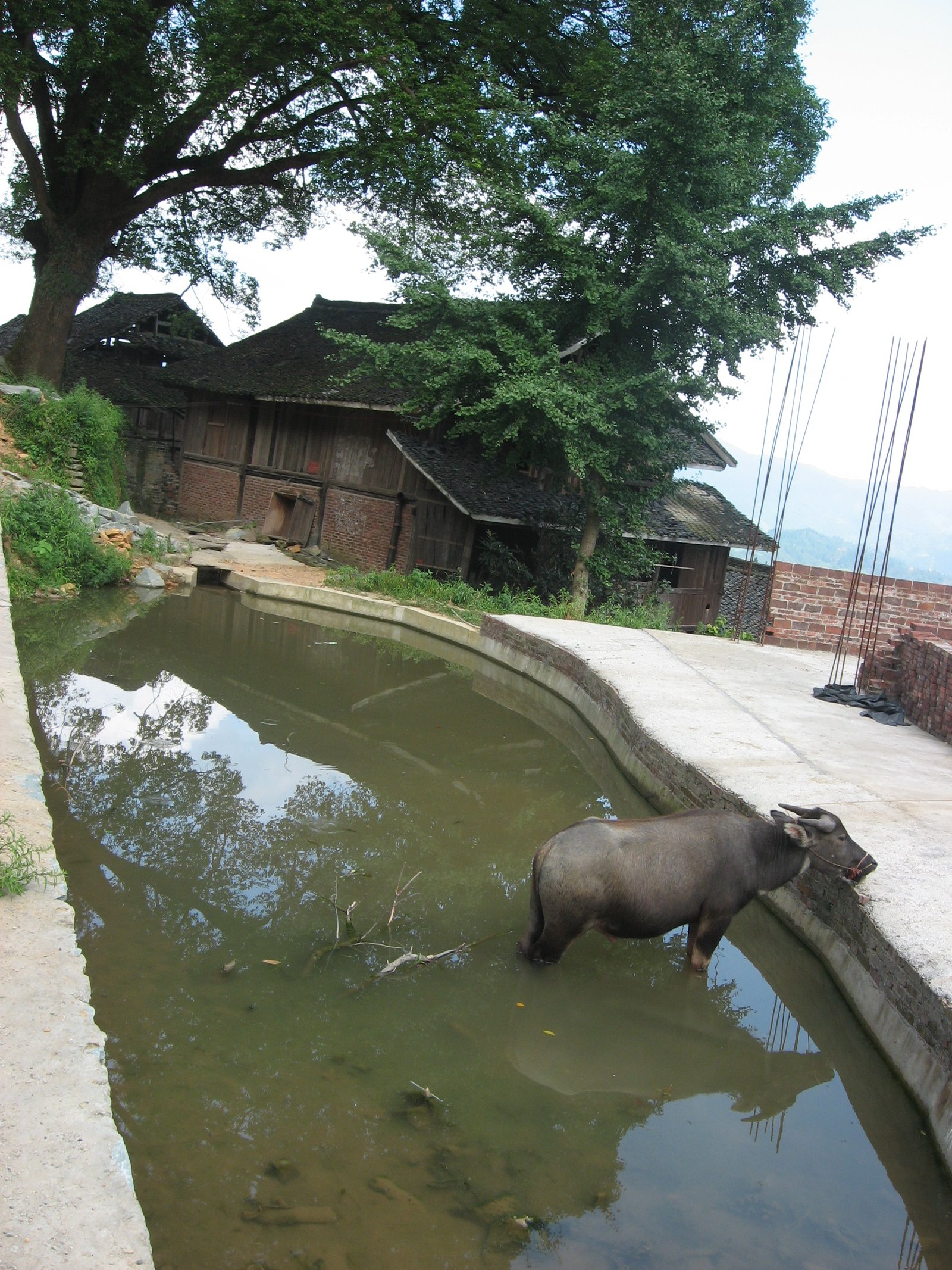 water buffalo
